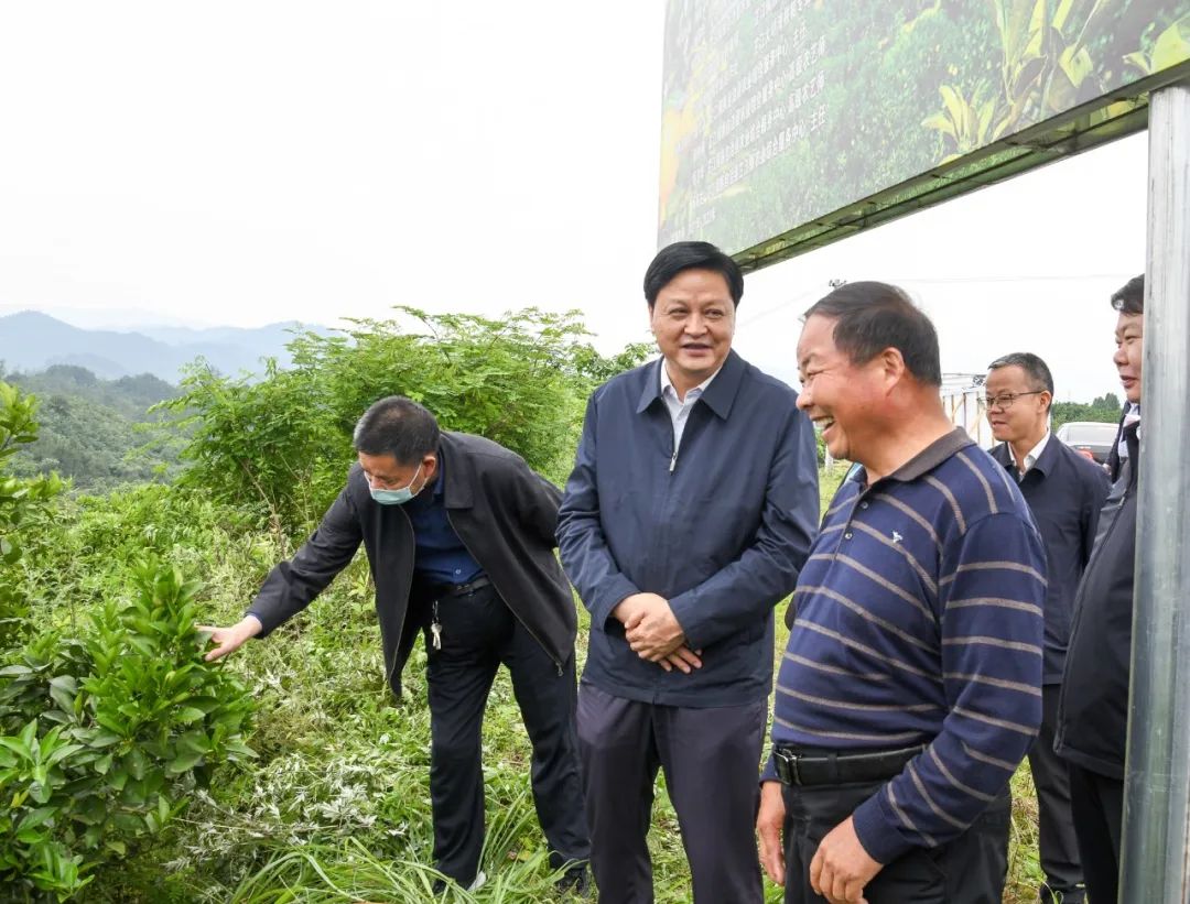 李万千在芷江调研乡村振兴工作时指出 ​推动现代农业标准化规模化品牌化 以产业发展促进乡村振兴