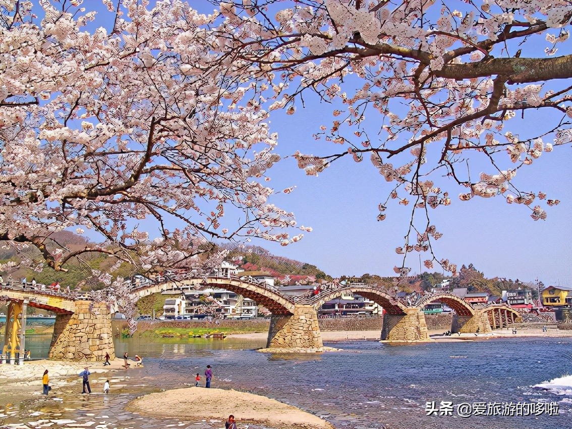 日本樱花图片（盘点大家都爱去的赏樱名地）