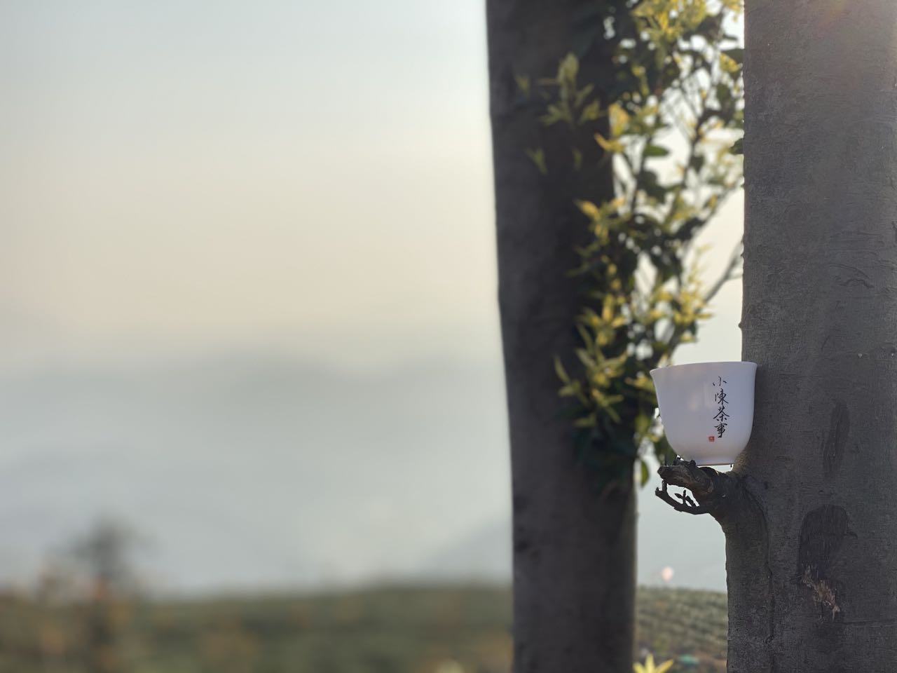 洗茶是浪费，还是衛生？老茶客搬出4个实例，好坏一次性说清