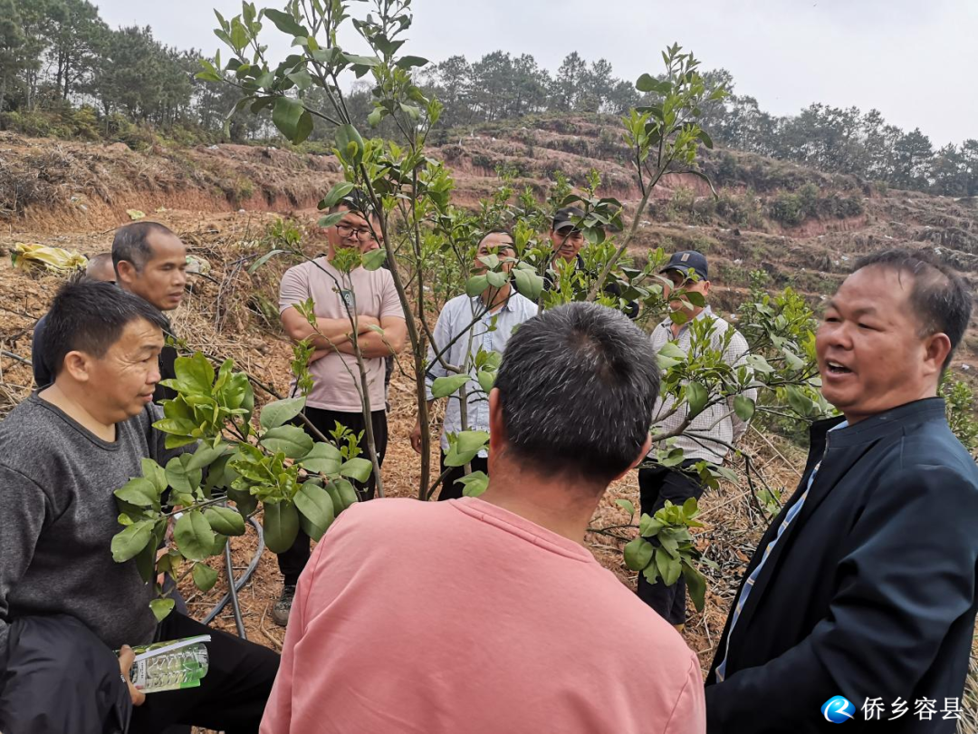灵山镇：开展管护技术培训 助推农民增收致富