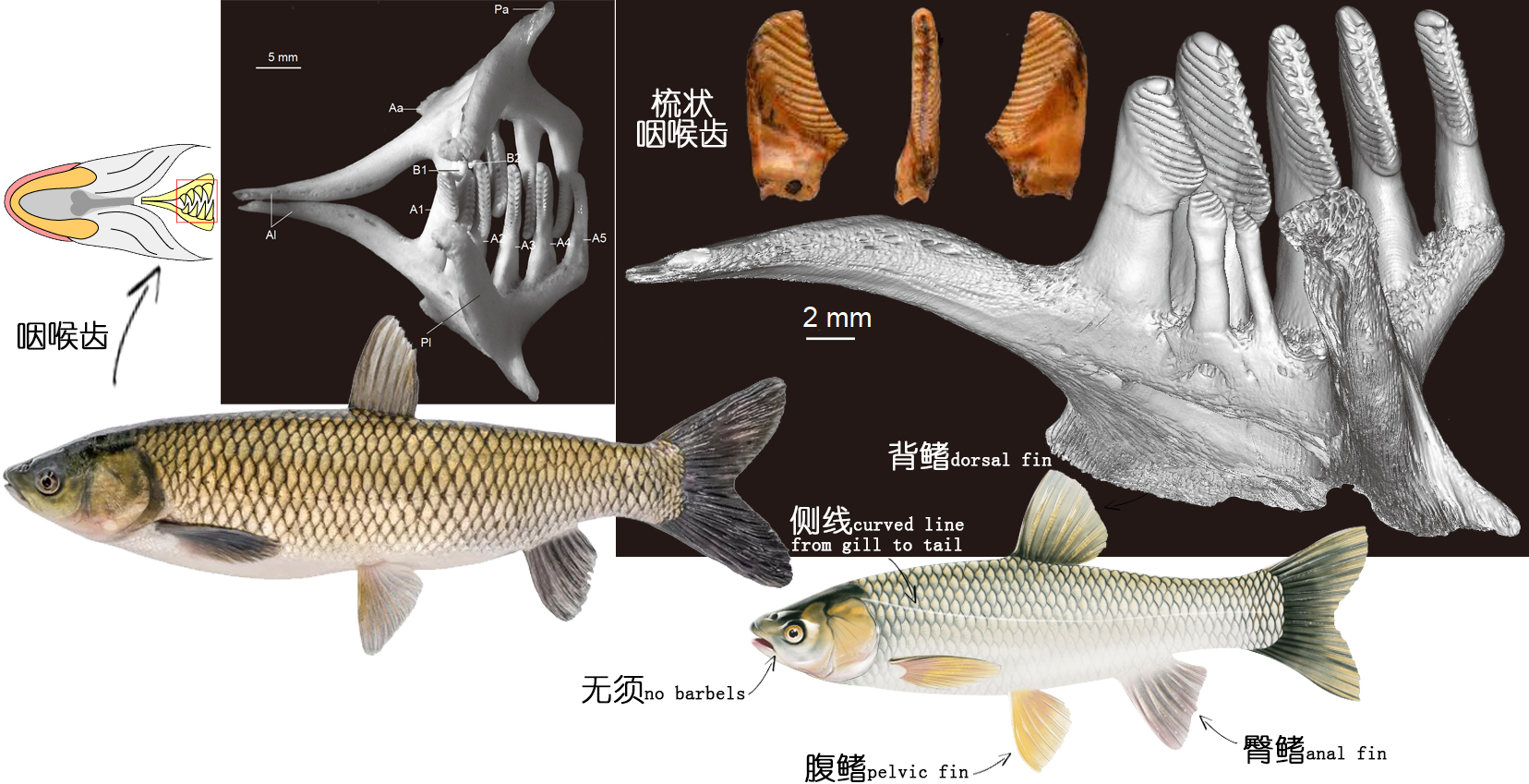 其口无须,在多数具须的鲤科里面是比较特殊的,而具有2排梳状咽喉齿更