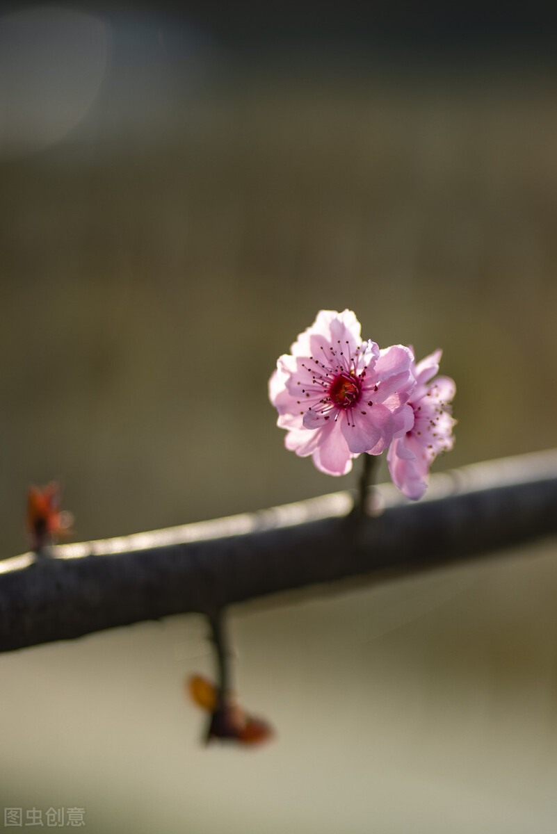 春暖花开，愿你有个好心情