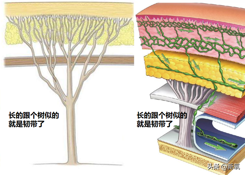 人生无常，大肠包小肠，腿精变肿精？