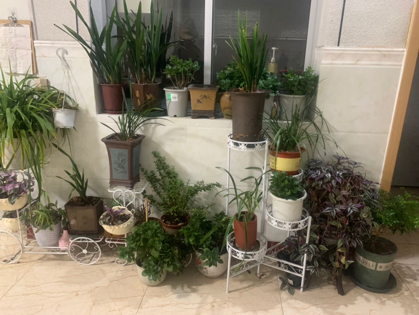 1个塑料袋，让植物安稳过冬，操作很简单11图 第2张