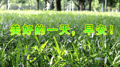 早上好问候图片和早晨好文字 只有学会苦中作乐 才能收获心之甘甜图片