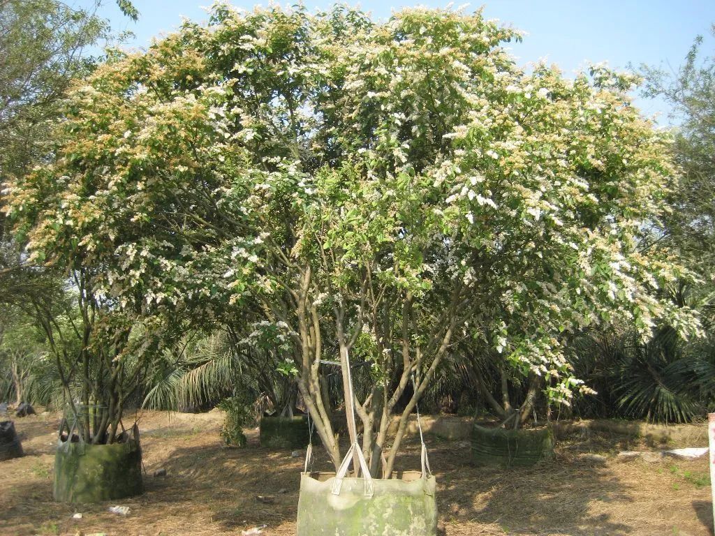 十大行道树推荐：30款大型开花树种实用指南