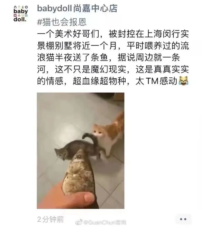 主人没饭吃，猫猫真的会抓鱼报恩吗？