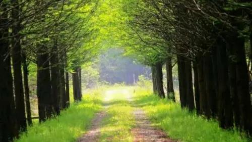 诗词鉴赏：《春望》唐——杜甫