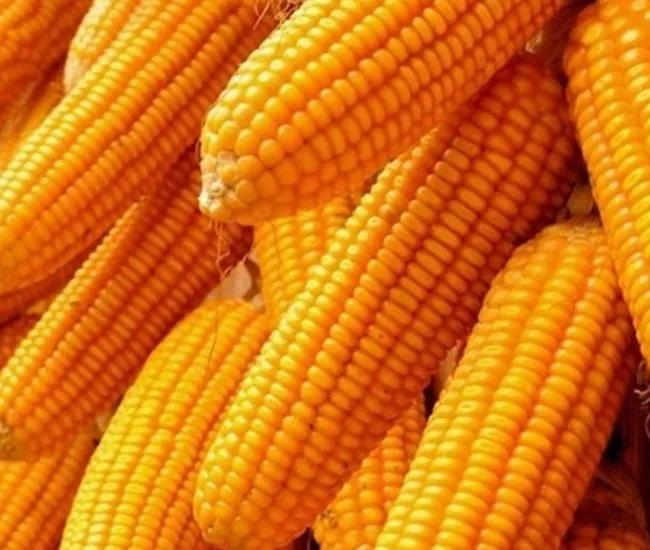 6省审1国审，抗锈抗青枯抗倒伏，高产优质广适，这个品种适合你吗