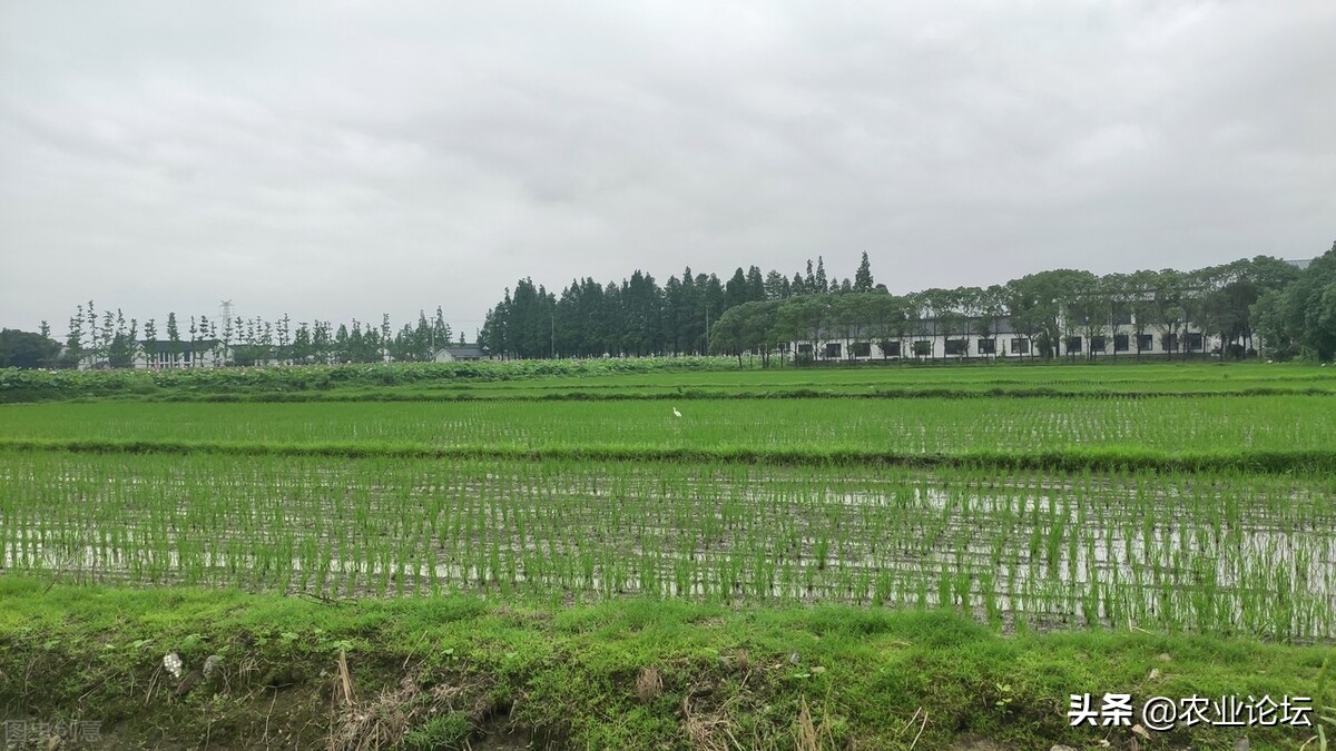 上海市2022年涉農補貼一覽！包括7個條線18項補貼
