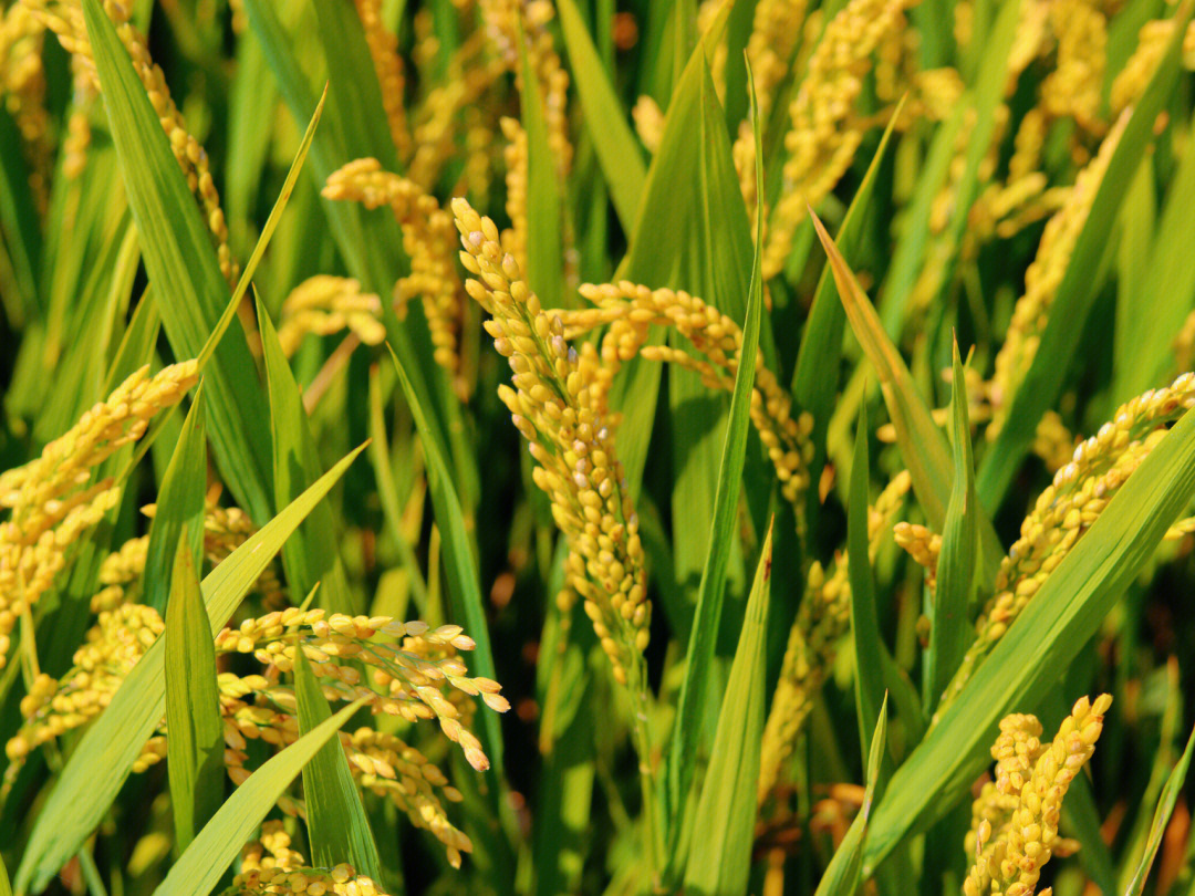 我国作为水稻大国,在2021年水稻的每亩产量已经落后美国,是我们技术