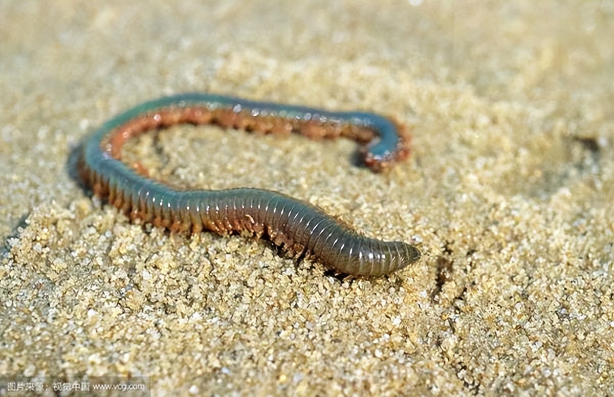 海洋底栖动物根据体形大小的不同,海洋底栖动物分为3类:海洋底栖植物