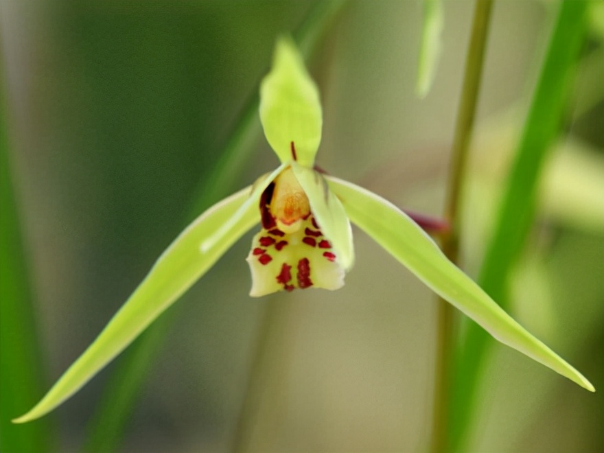 29个兰花品种，名称与图片都在这里了，你还傻傻分不清吗？