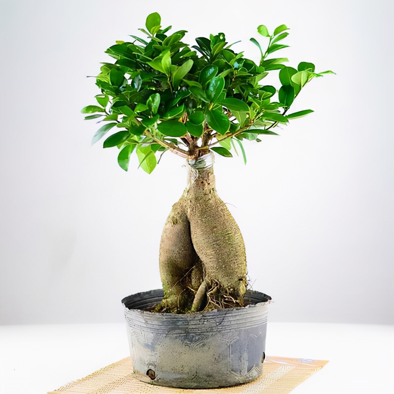 银杏盆景图片大全欣赏(图文赏析常见的银杏盆景大全)