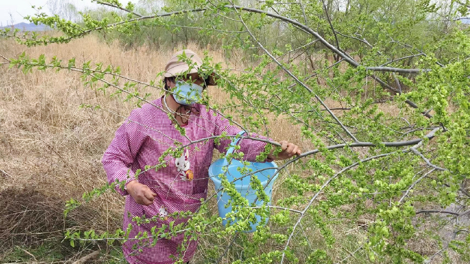 榆钱怎么保存（4月当季吃榆钱清香鲜嫩营养高）