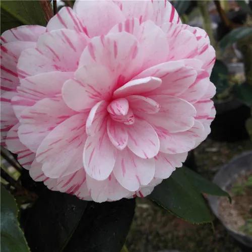 (20)恨天高(21)雪娇(22)火龙珠(23)楚蝶(24)帕克斯先生(25)香妃(26)锦