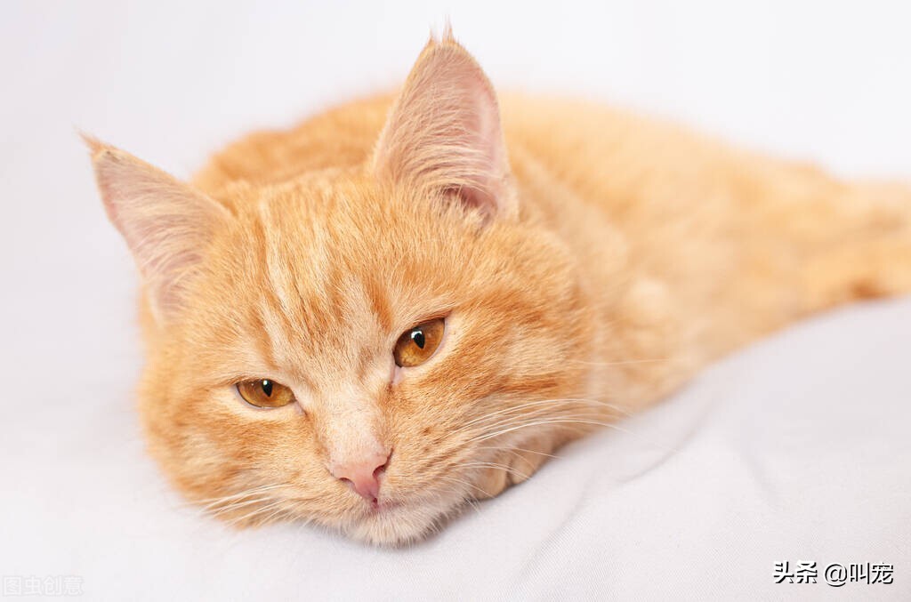 猫咪“忠心”排行榜，养到一只，就值了