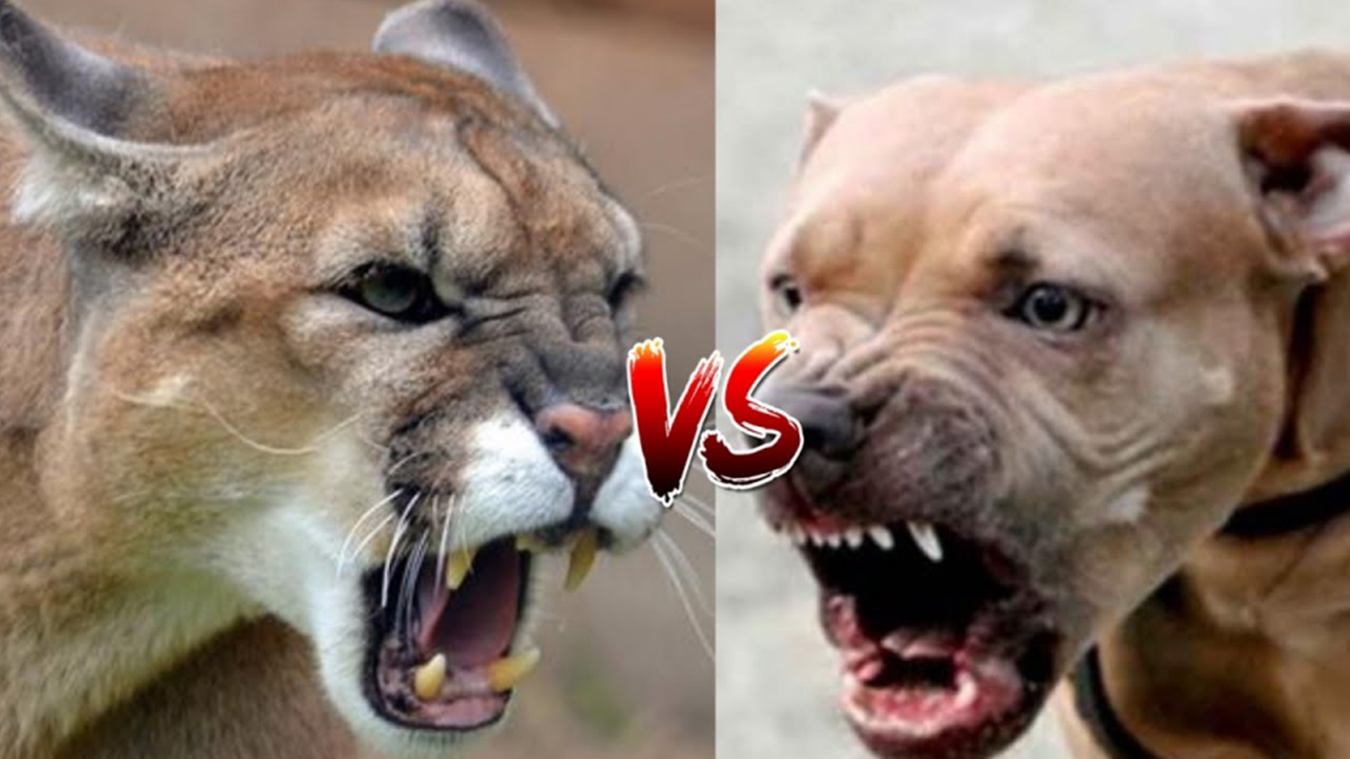 比特犬vs美洲狮，谁的战斗力更强？