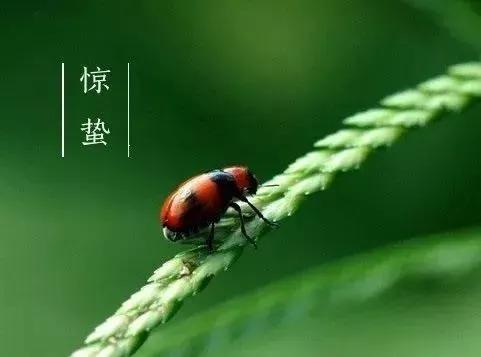 惊蛰节气祝福语，朋友圈问候简短唯美句子配图文案