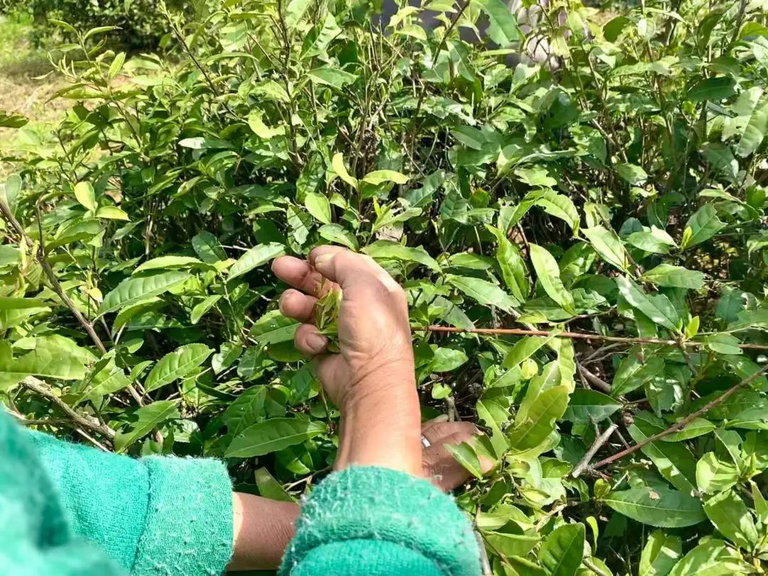 “四月限定”！不出当涂，就可以品到的人间美味