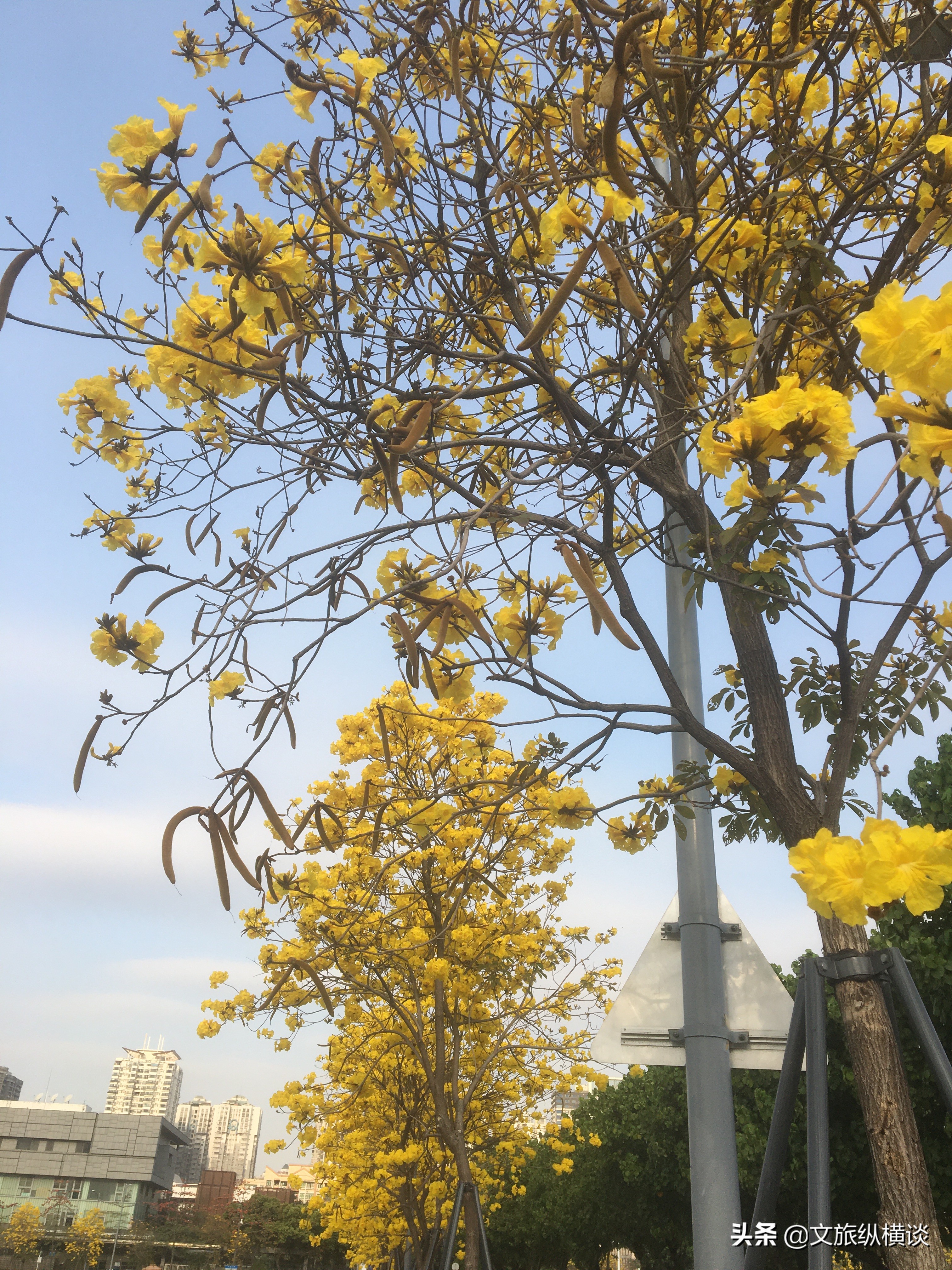 春天里，广州花开叶落，半城花海半城秋