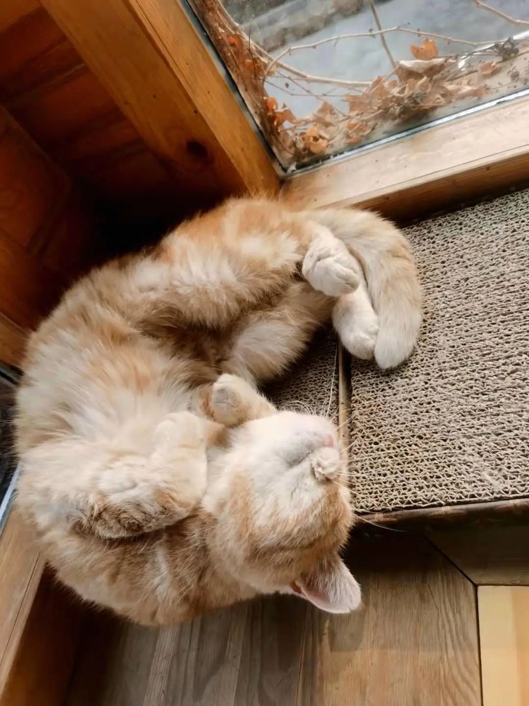 我可是拥有“三岁画老”天赋的小猫咪