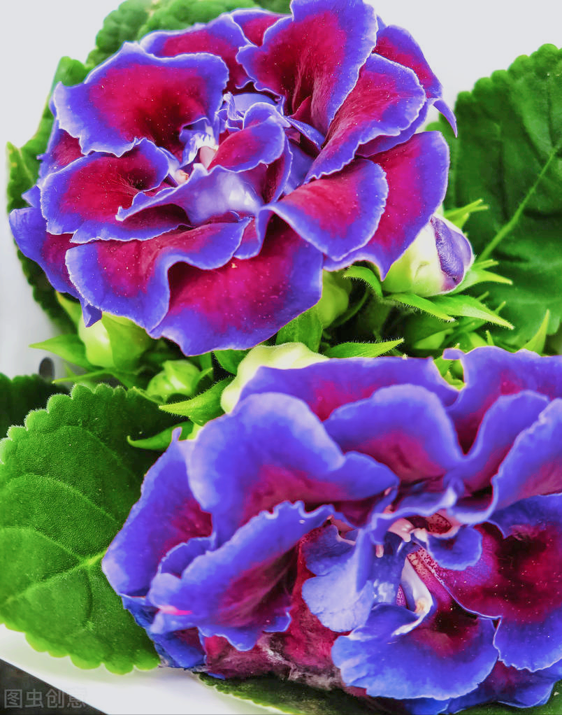 一花一世界，花开见春深