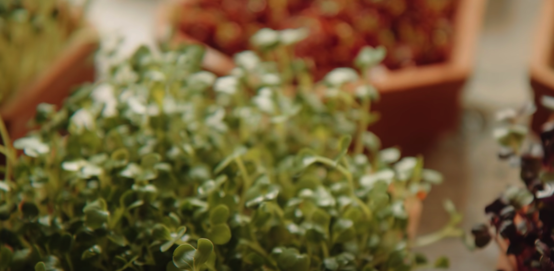 二胎妈妈改造8㎡阳台种20多种蔬菜，看了这个，我疫情还要抢菜？