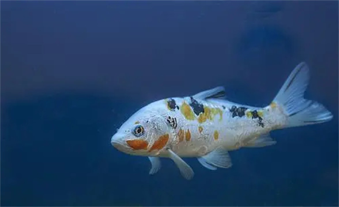 锦鲤鱼图片及价格家里养什么鱼招财镇宅