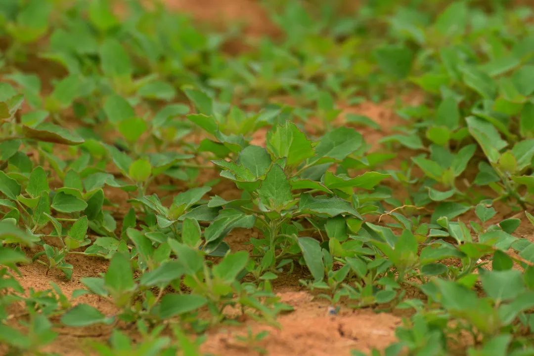 野草野菜兔子食