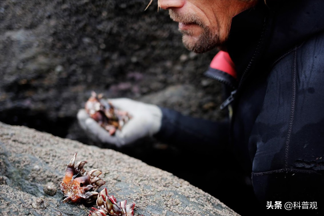 "地狱美食"藤壶,到底多可怕?被人类当美味,却让鲸鱼痛苦不堪