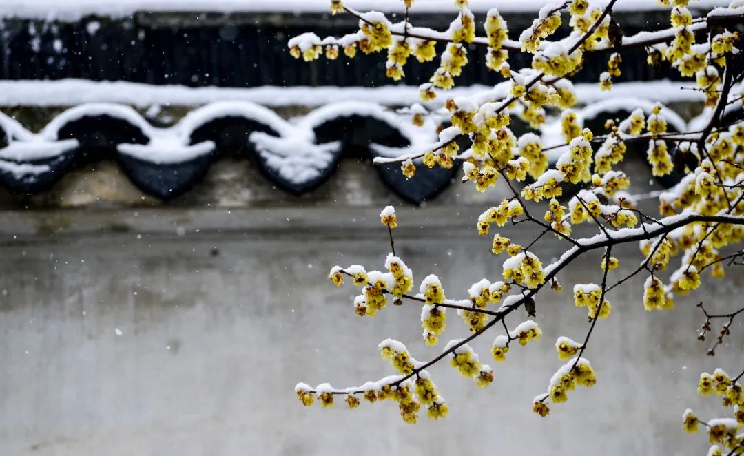 赏雪、寻梅、泡汤、羊肉、时令、跨年，浪漫冬季，不如来苏州吧