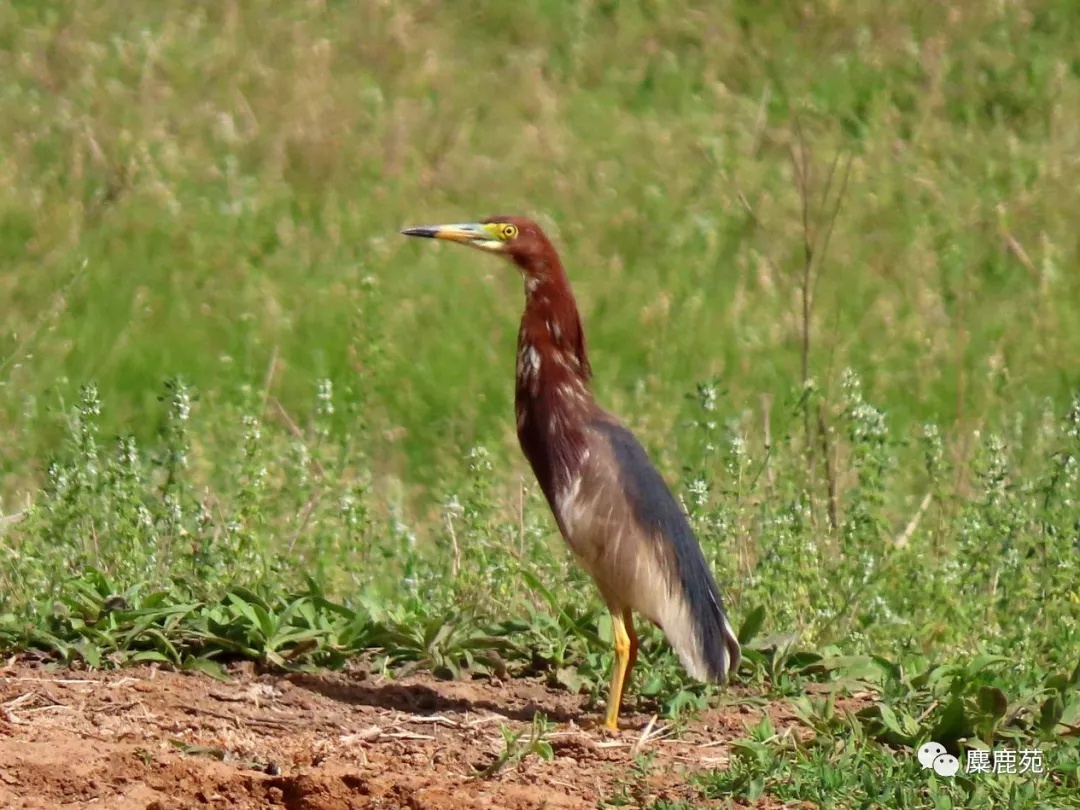 北京南海子麋鹿苑博物馆摄影志愿者招募通知