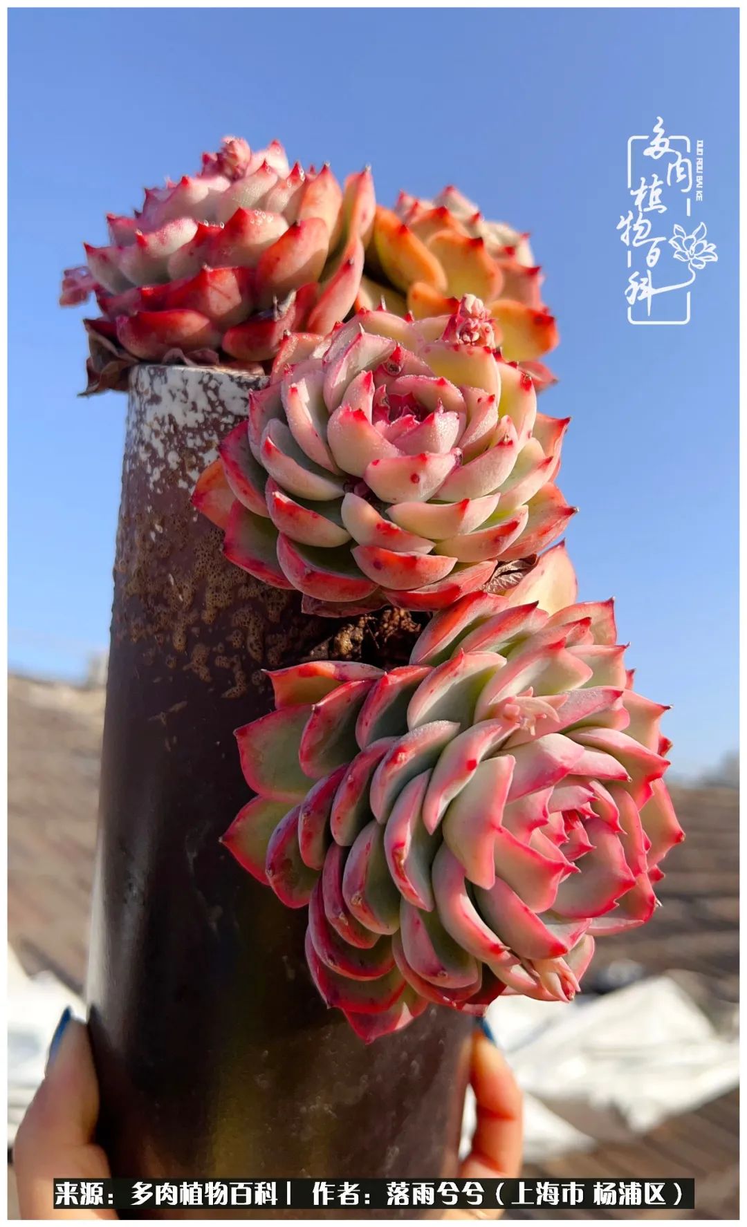 疫情三年,我们经历的太多,养多肉才是治愈心灵的良药! - 114货源网