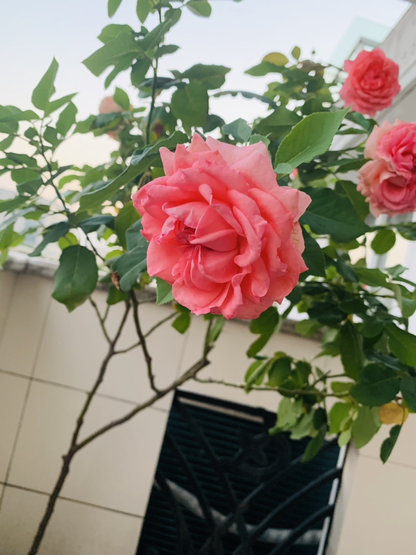 牡丹花圖片大全,牡丹花圖片大全大圖