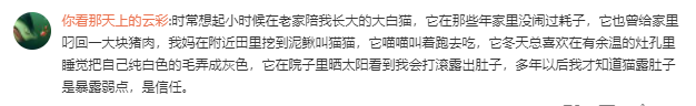 主人没饭吃，猫猫真的会抓鱼报恩吗？
