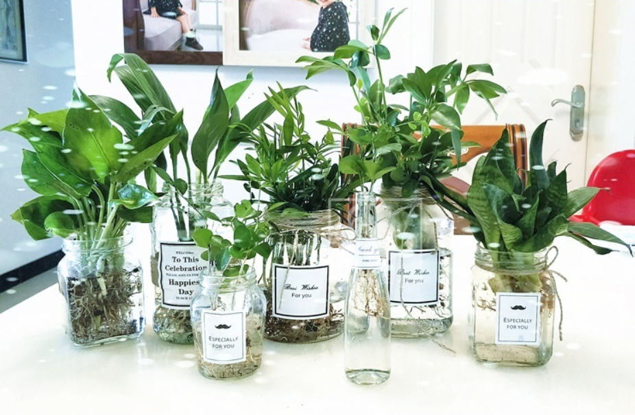 水培花卉大全（试试这6种水培植物干净还好看）