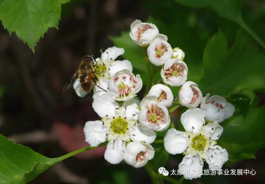 线上展览|“山河春意 锦绣太原——花的世界”主题摄影线上图片展（九）