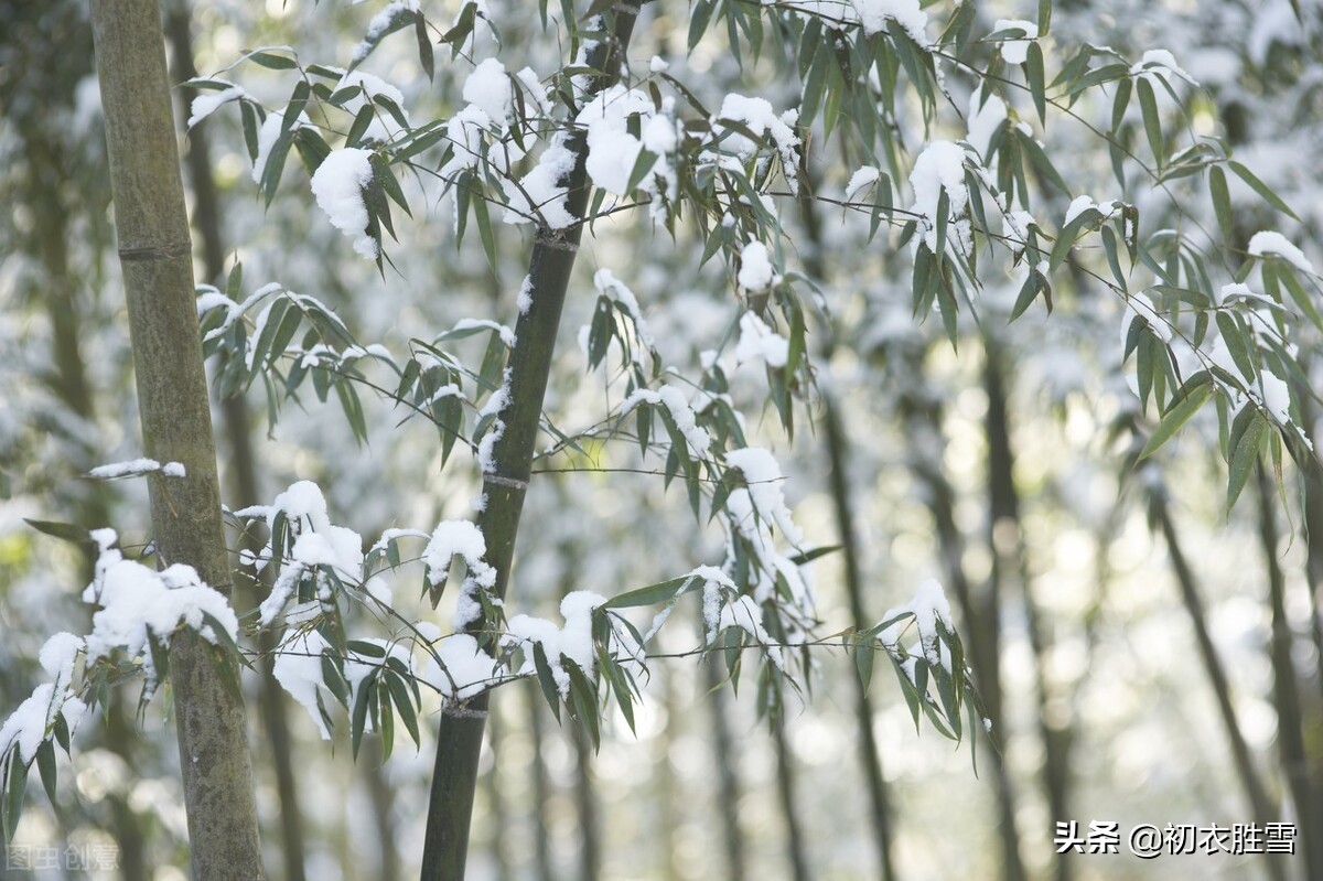 大寒节气松竹梅古诗六首：大寒松竹更萧骚，雪后大寒见老松