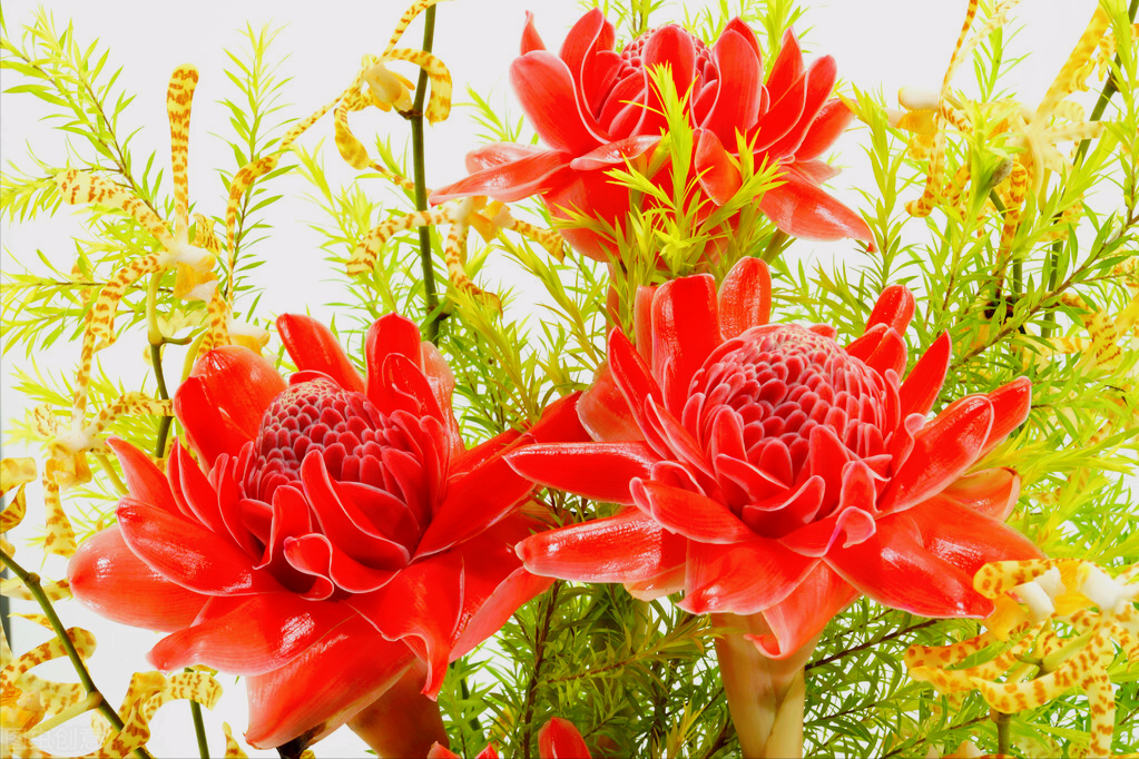 花语传情：一花一世界，绽放心情的美好瞬间