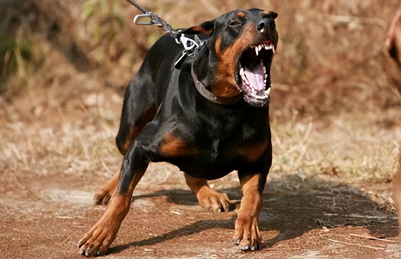 "杜宾犬"为何有这么多人喜欢?网友:养了就不想换了