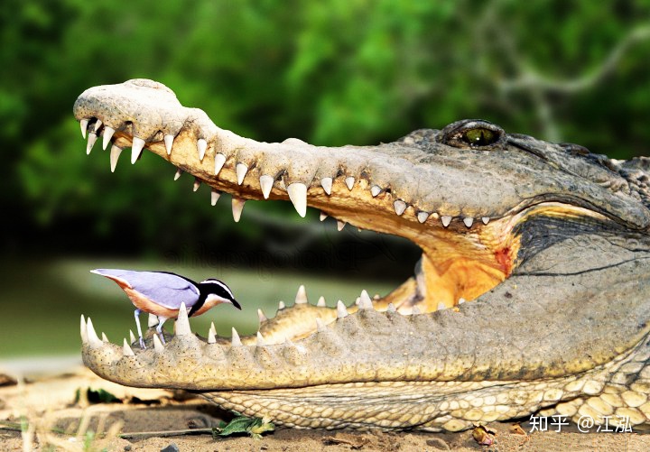 鳄鱼与牙签鸟共生图片