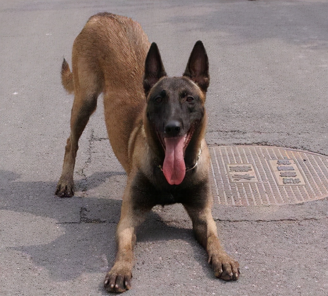 原来"公马犬"这么可怕,难怪养过的人不建议养