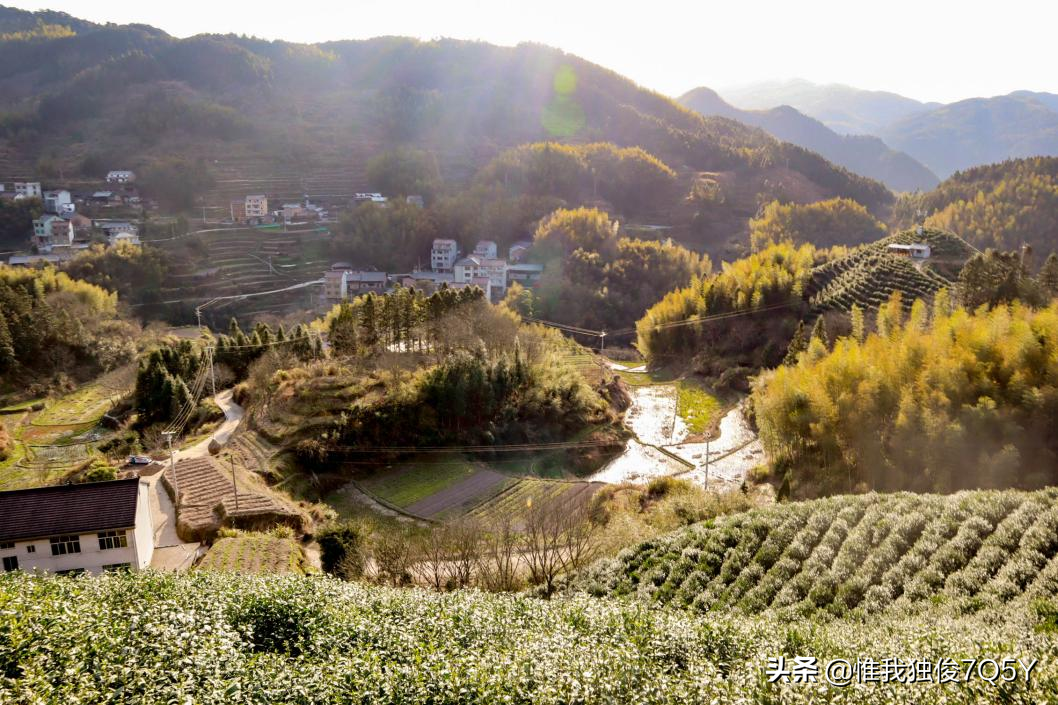 浙江丽水学院“习茶悟道”团队赴黄寮开展茶产业调研活动