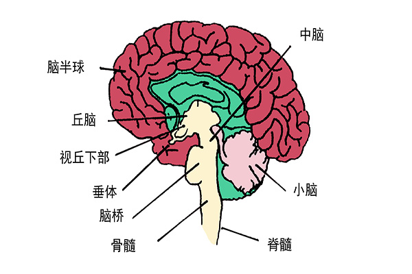 脑血栓来之前，通常会给出4个“提醒”，留意下，关键时候能救命