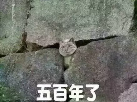 十二生肖里竟然没猫？猫：你再仔细看看，十二生肖里每个都是我