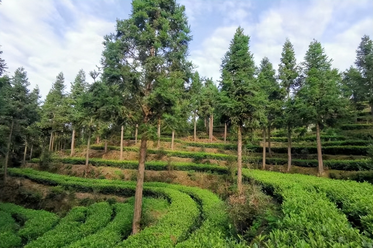 江西宁都：“小布茗”茶助农脱贫致富助力乡村振兴