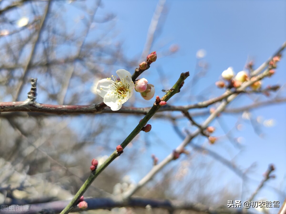 迎腊梅花六首：梅生红粟初迎腊，迎腊梅花无数开