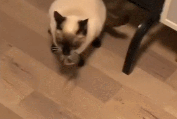 主人没饭吃，猫猫真的会抓鱼报恩吗？
