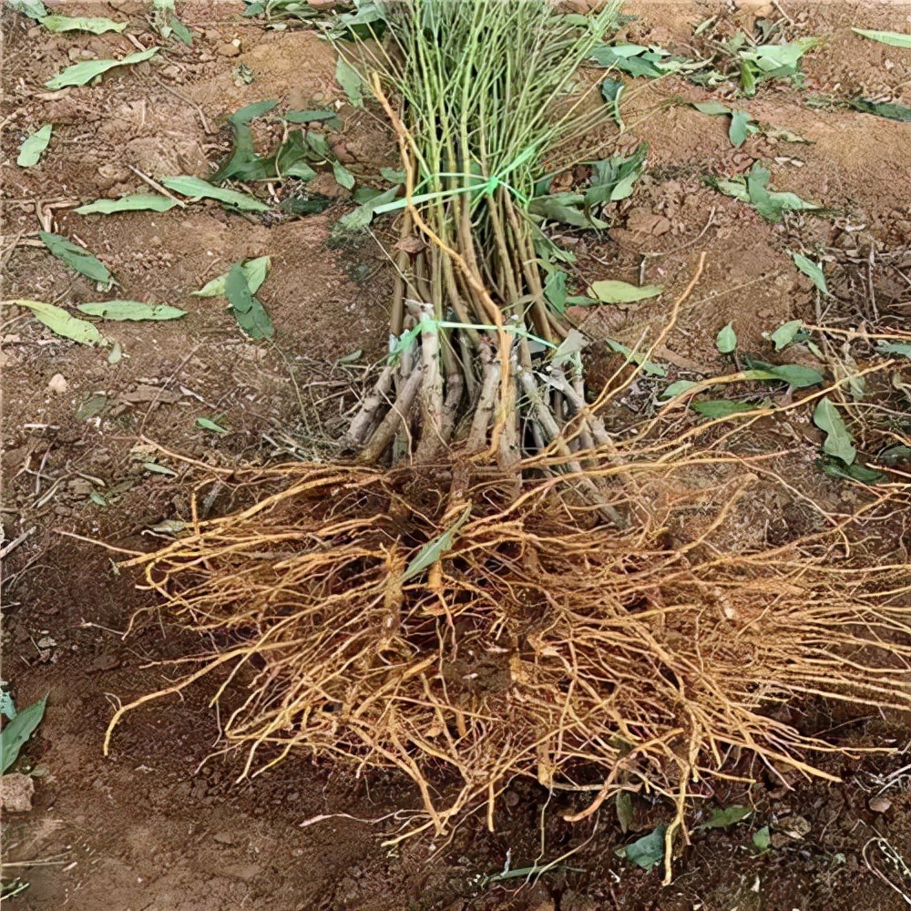 买种苗亏12万买阳光玫瑰收到海棠 种苗乱象不止 农民权益谁来管 天天看点